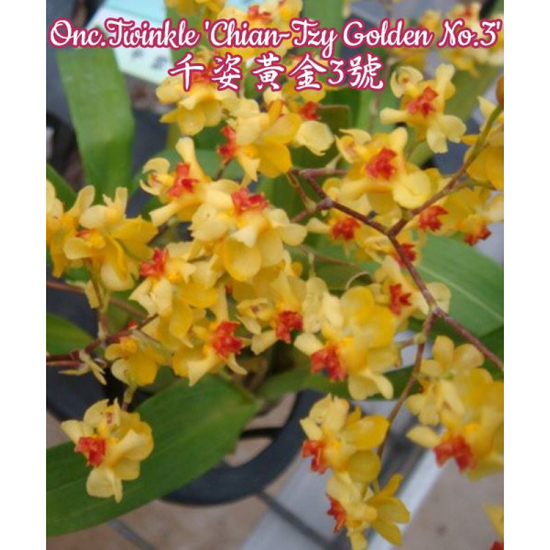 Орхiдея Onc. Twinkle Chian-Tzy Golden №3 - купити, доставка Україна